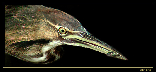 Photo (9): American Bittern