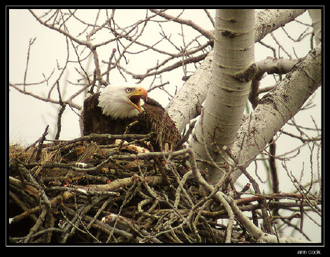 Photo (14): Bald Eagle