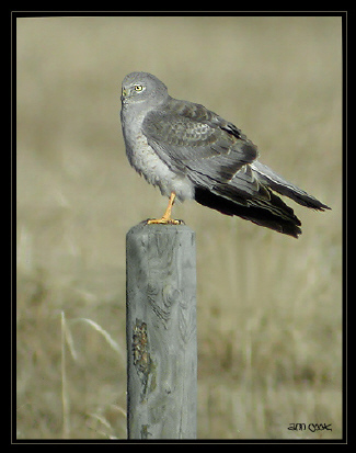 Photo (1): Northern Harrier