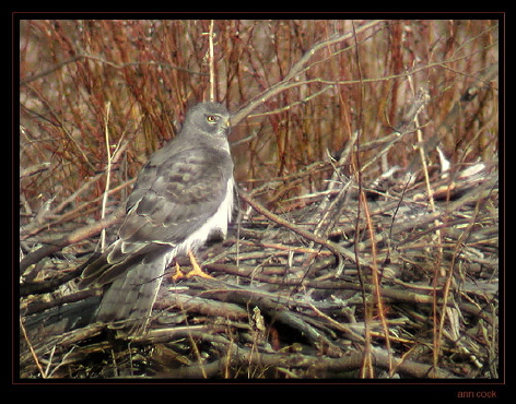 Photo (5): Northern Harrier