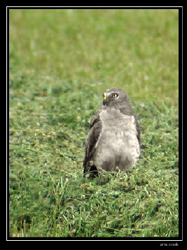 Photo (7): Northern Harrier