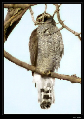 Photo (2): Northern Goshawk