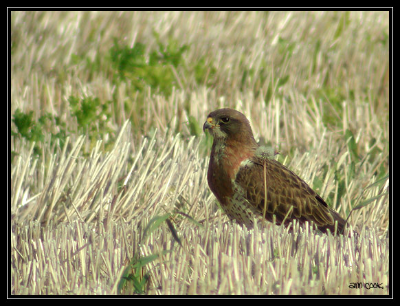 Photo (6): Swainson's Hawk
