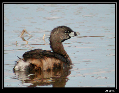 Photo (1): Pied-billed Grebe