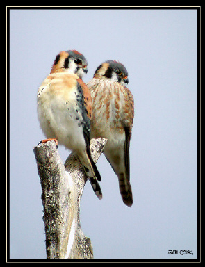 Photo (3): American Kestrel