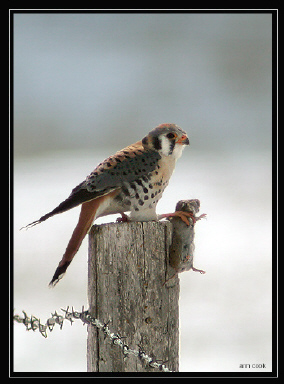 Photo (6): American Kestrel