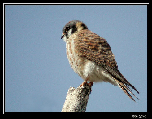 Photo (2): American Kestrel