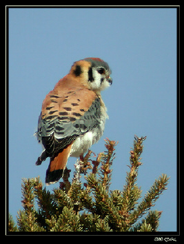 Photo (11): American Kestrel
