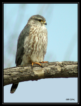 Photo (1): Merlin
