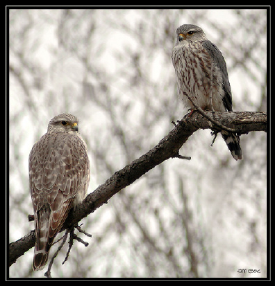 Photo (2): Merlin