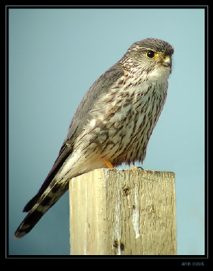 Photo (4): Merlin
