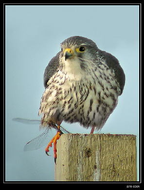 Photo (7): Merlin