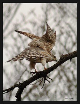Photo (3): Merlin