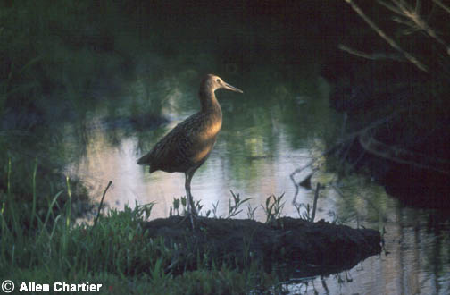 Photo (14): King Rail