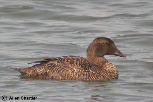 Photo (3): Common Eider