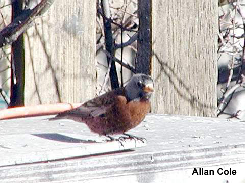 Photo (4): Gray-crowned Rosy-Finch