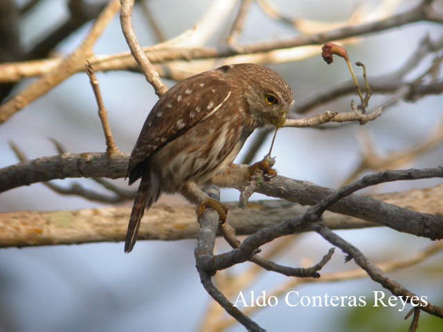 Photo (6): Ferruginous Pygmy-Owl
