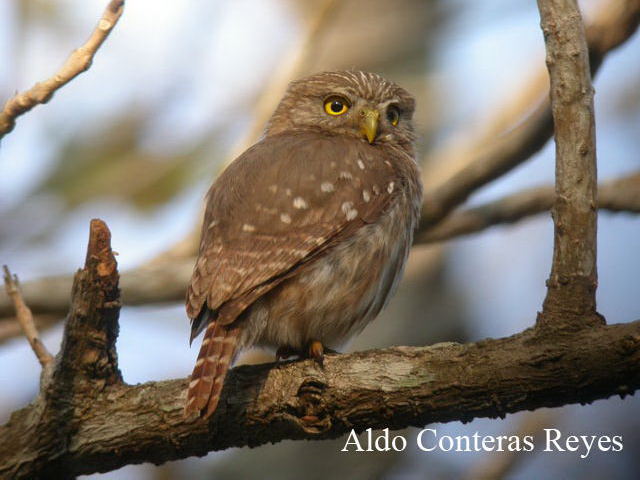 Photo (1): Ferruginous Pygmy-Owl