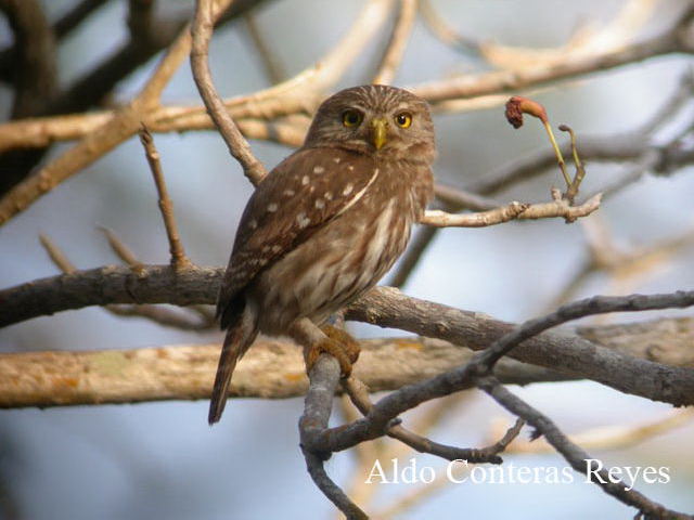 Photo (2): Ferruginous Pygmy-Owl