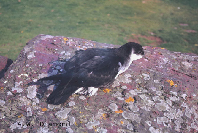 Photo (7): Manx Shearwater