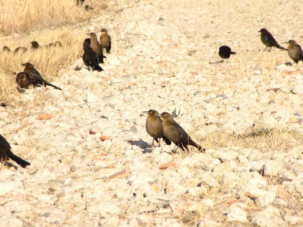 Photo (11): Great-tailed Grackle
