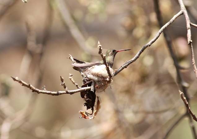 Photo (1): Dusky Hummingbird