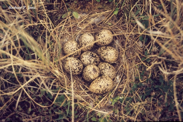 Photo (10): Willow Ptarmigan