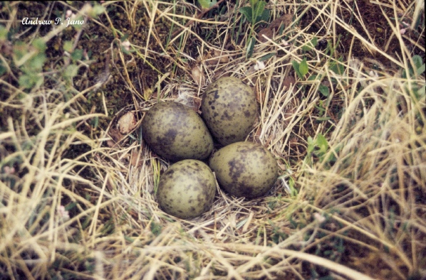 Photo (22): Whimbrel