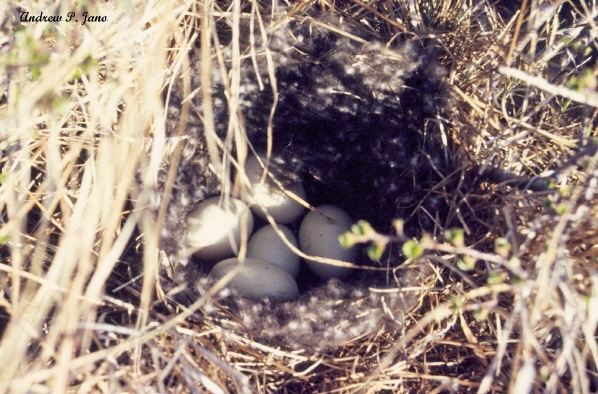 Photo (15): Long-tailed Duck