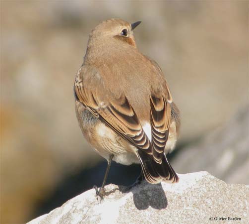 Photo (15): Northern Wheatear