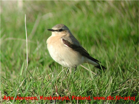Photo (5): Northern Wheatear