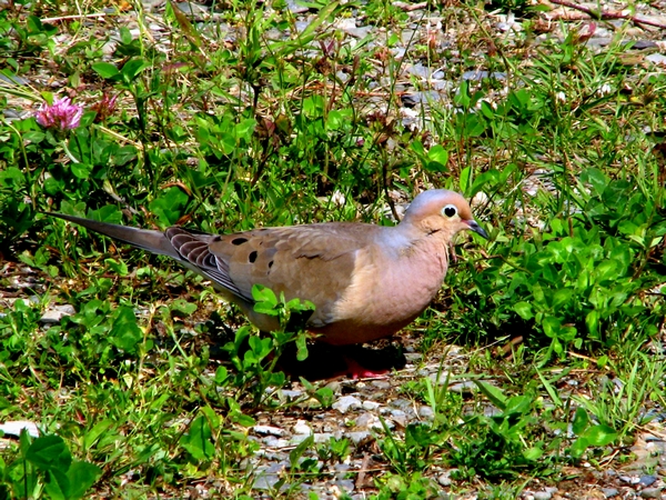 Photo (11): Mourning Dove