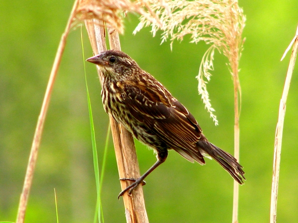 Photo (19): Red-winged Blackbird