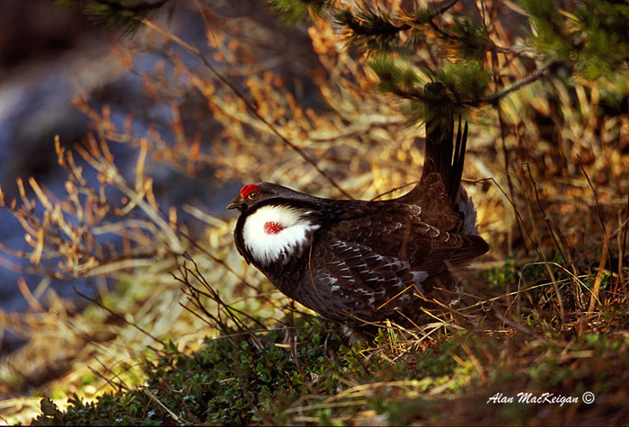 Photo (3): Dusky Grouse