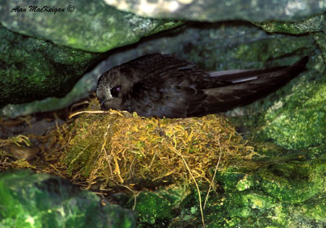 Photo (3): Black Swift
