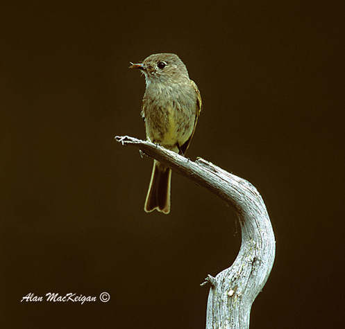 Photo (9): Hammond's Flycatcher
