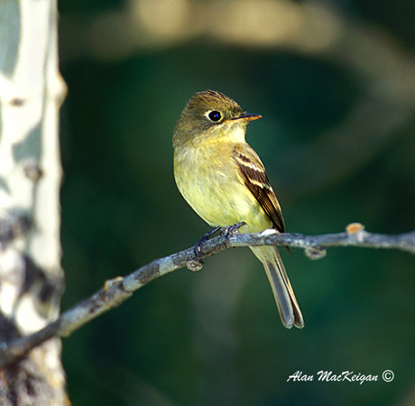 Photo (2): Cordilleran Flycatcher