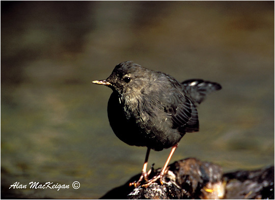 Photo (7): American Dipper
