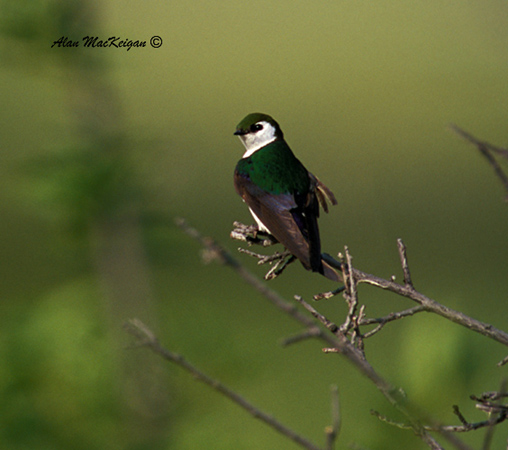 Photo (7): Violet-green Swallow