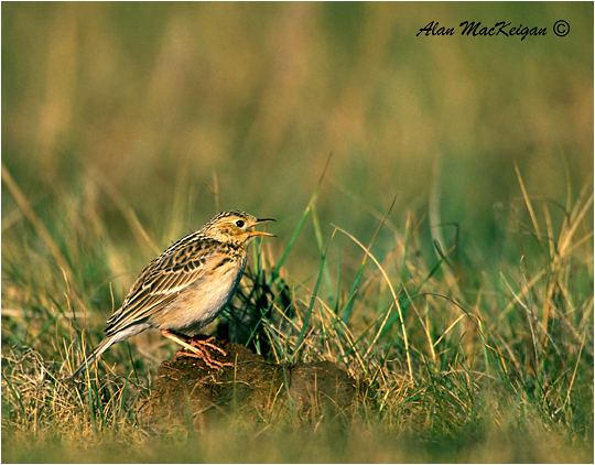 Photo (3): Sprague's Pipit