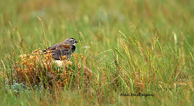 Photo (4): McCown's Longspur