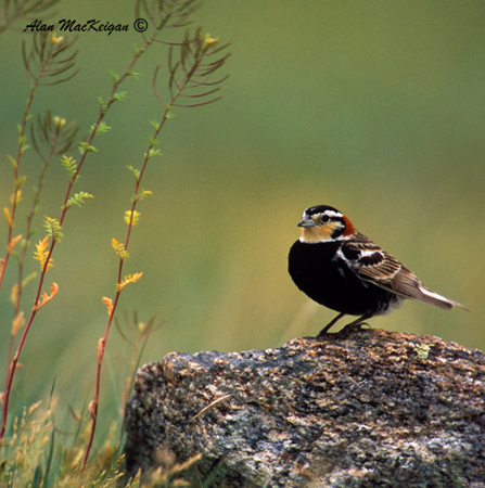 Photo (1): Chestnut-collared Longspur