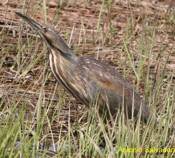 Photo (13): American Bittern