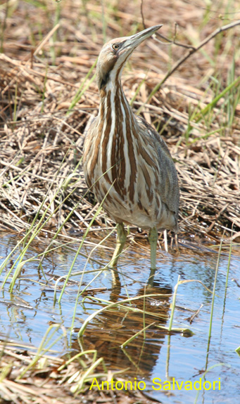 Photo (18): American Bittern