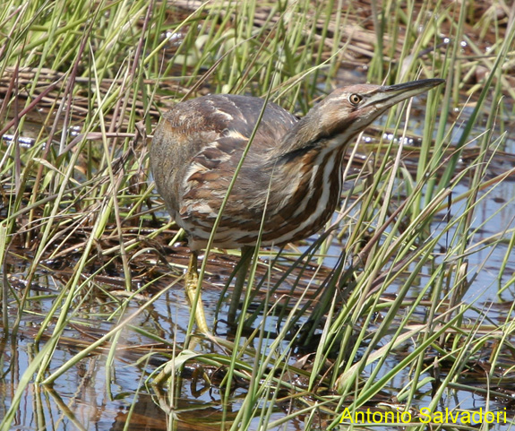 Photo (8): American Bittern