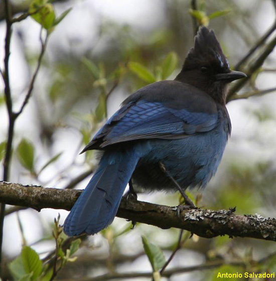 Photo (7): Quiz Species
