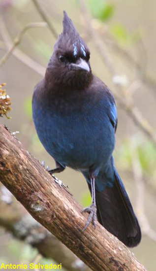 Photo (11): Quiz Species
