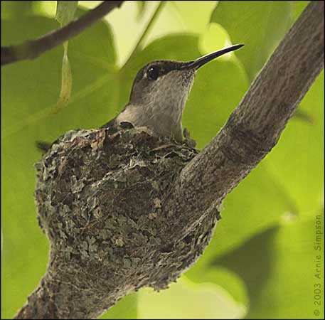 Photo (22): Ruby-throated Hummingbird