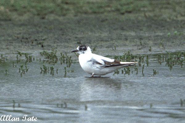 Photo (14): Little Gull