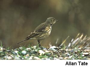 Photo (19): American Pipit
